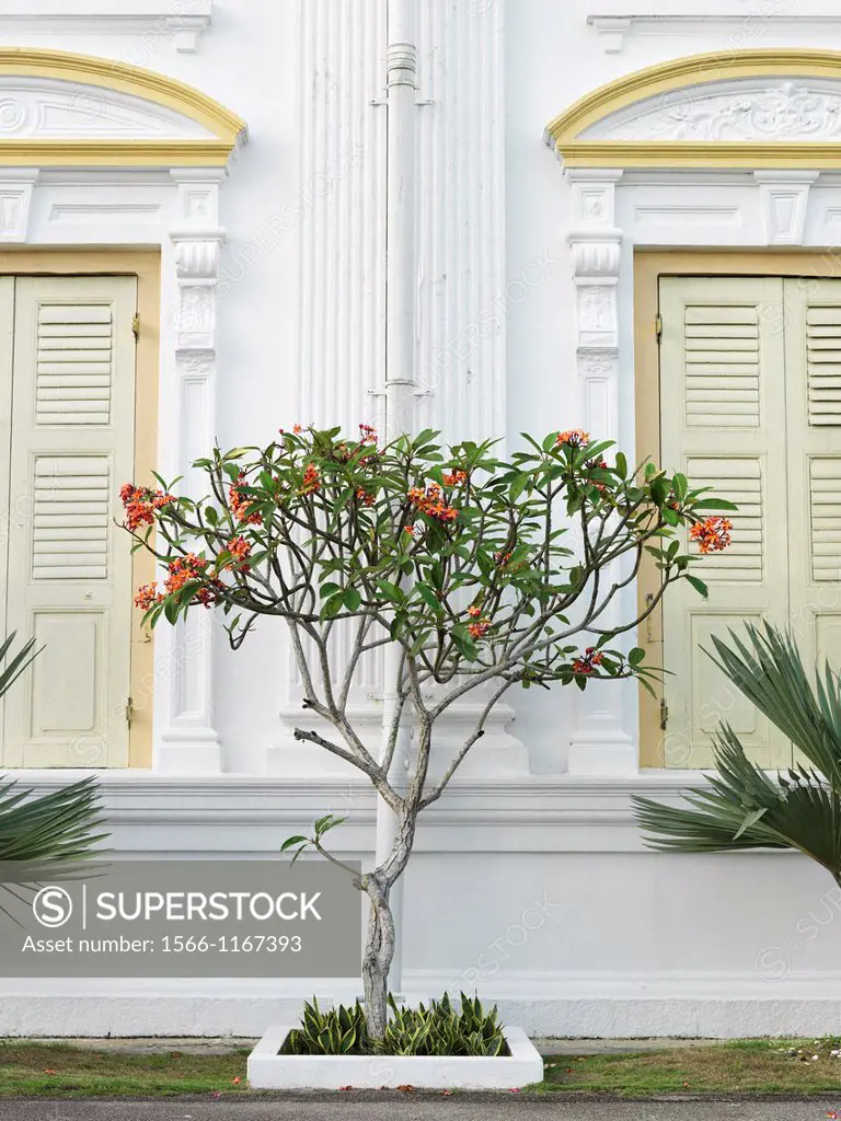 A small flowering plant in front of the Sultan Abu Bakar Mosque, the state mosque in Johor