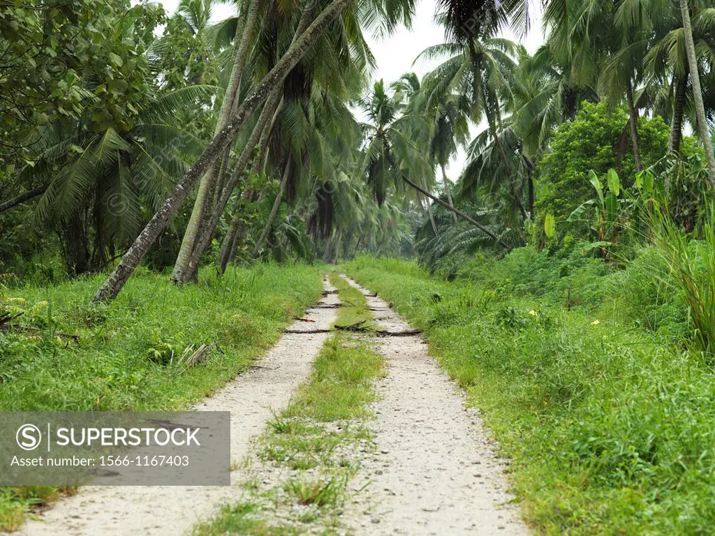 A dirt roadthrough palm trees and jungle vegetation
