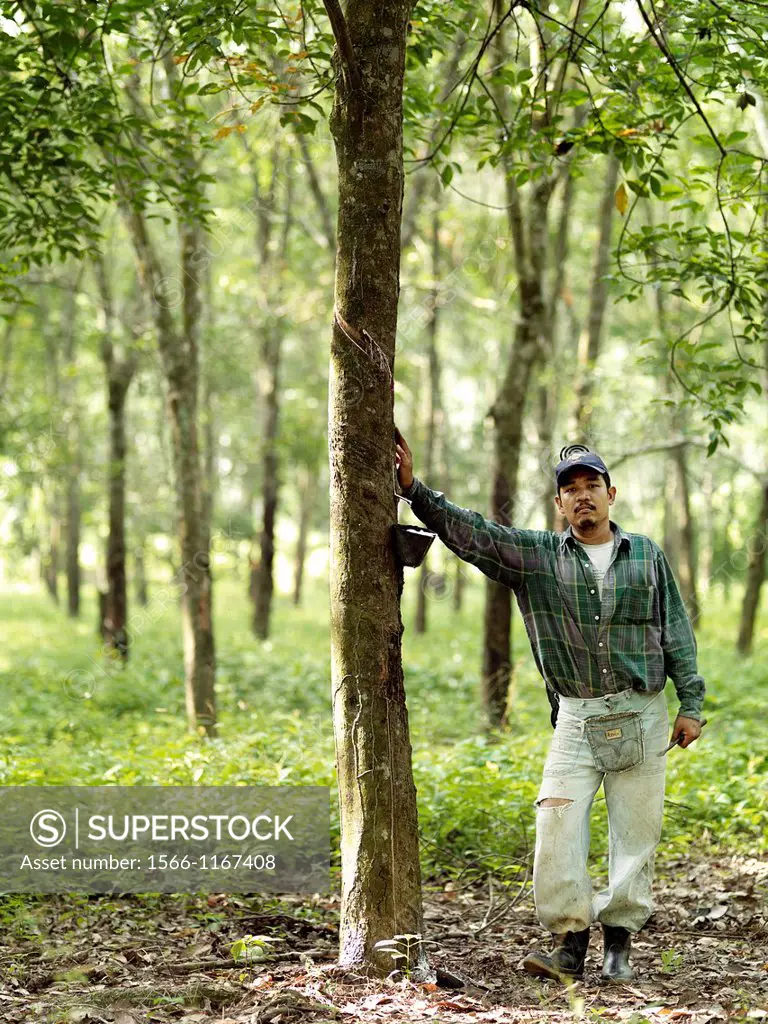 A rubber tapper leans against a rubber tree at a plantation in Johor, Malaysia