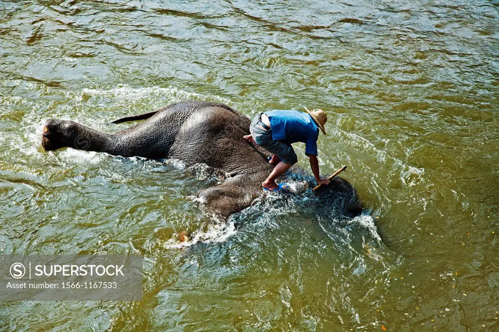 Elephants, Chiang Mai Province, Thailand.