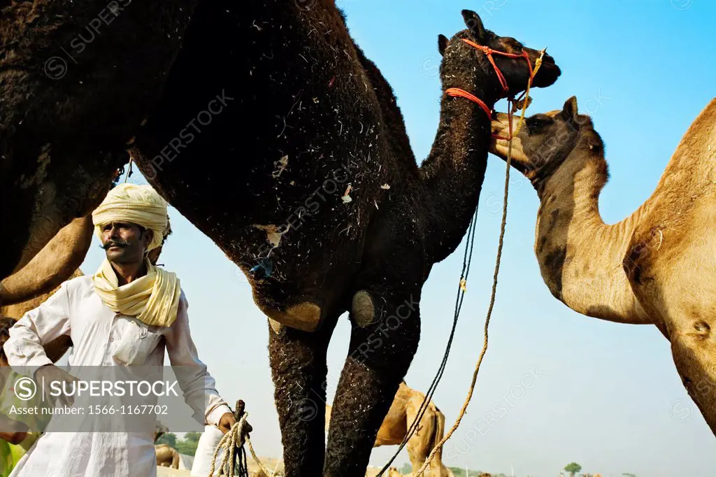 Pushkar camel fair  Pushkar  Rajasthan  India  Asia.