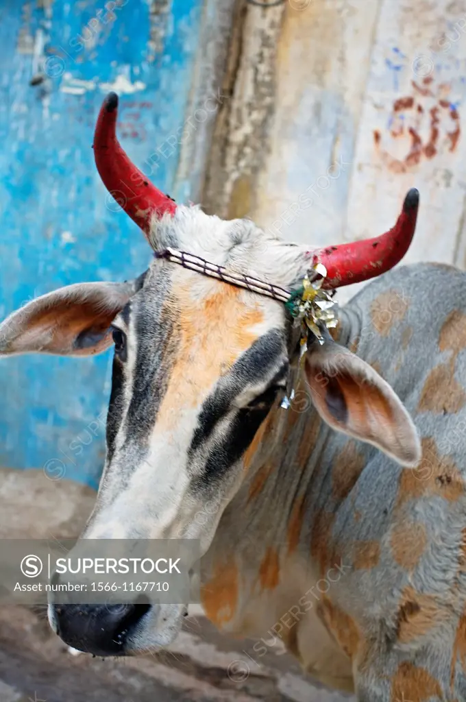 Cow, Udaipur  Rajasthan  India.