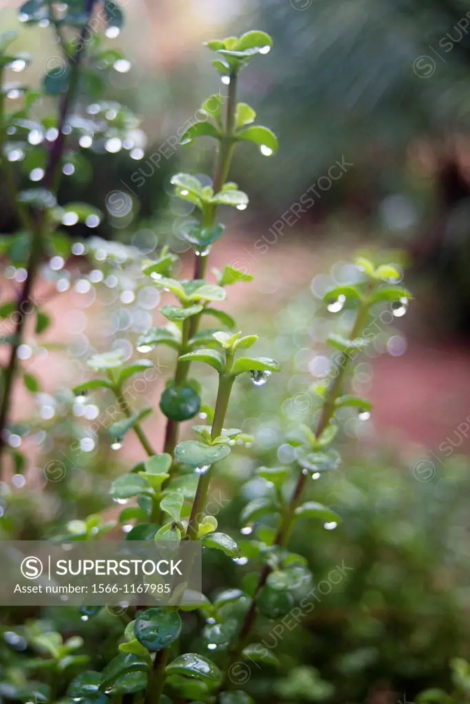 Plants with water drops