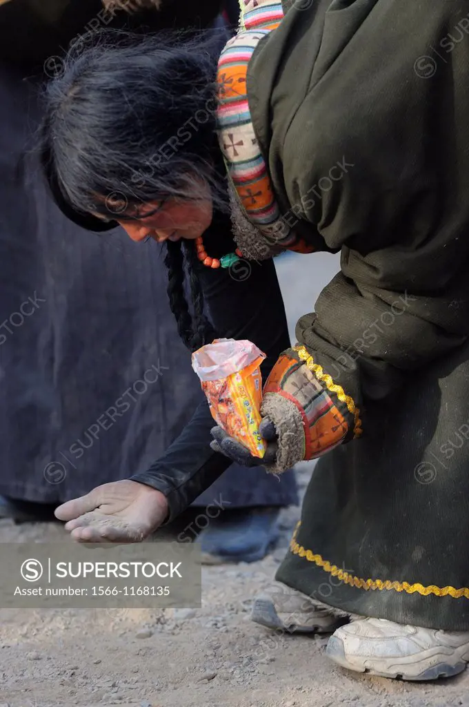 China, Gansu, Amdo, Xiahe, Monastery of Labrang Labuleng Si, Losar New Year festival, Tibetan devotee picking the holy dust of the ground trampled by ...