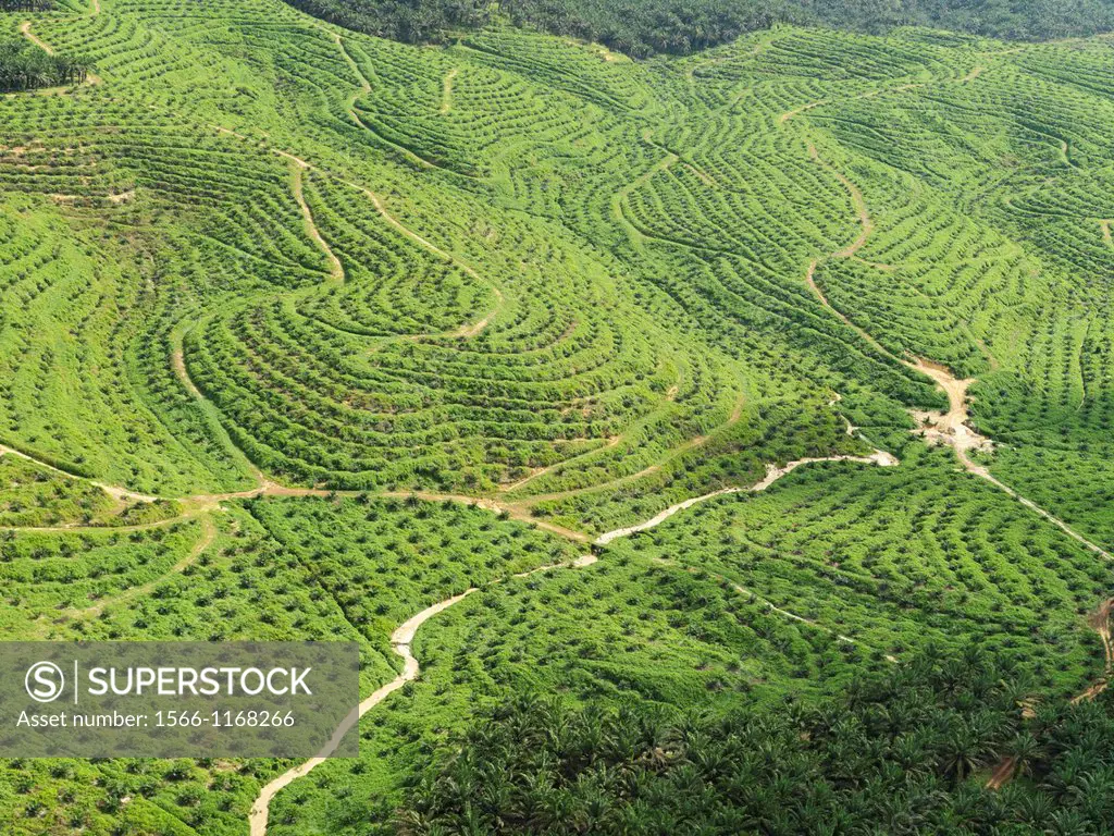 Aerial images of palm plantations