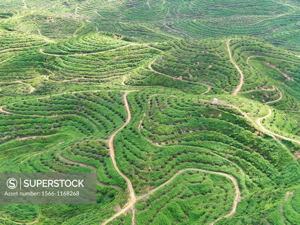 Aerial images of palm plantations