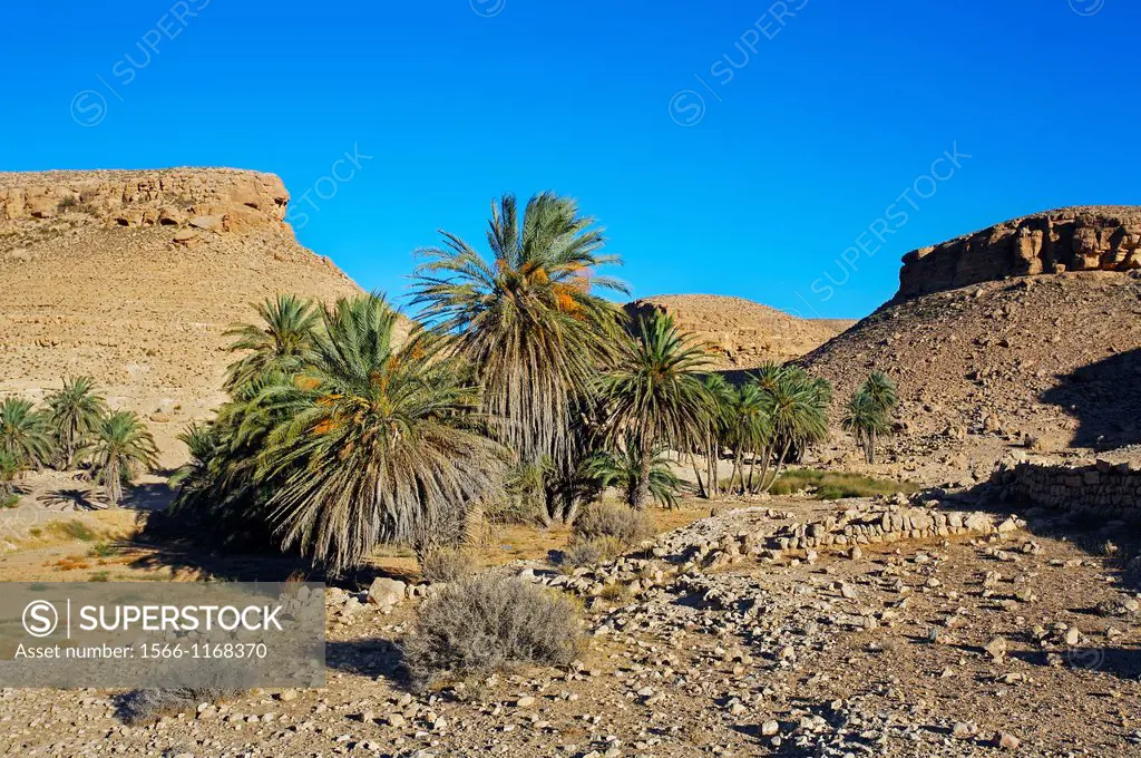 Palm trees, route of Ksour, South Tunisia, Tunisia.