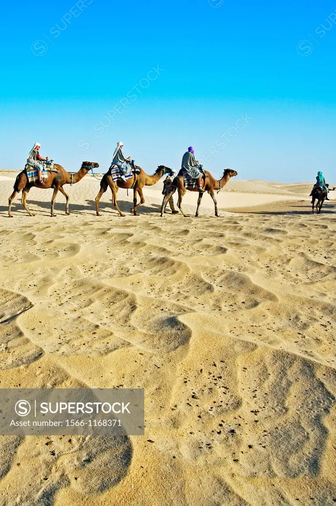 Tourists riding camels  Sahara Desert, Douz, Tunisia.