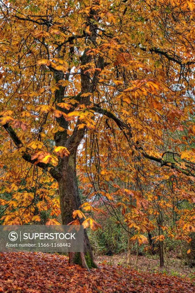 Yellow leaves shedding a lone tree in fall