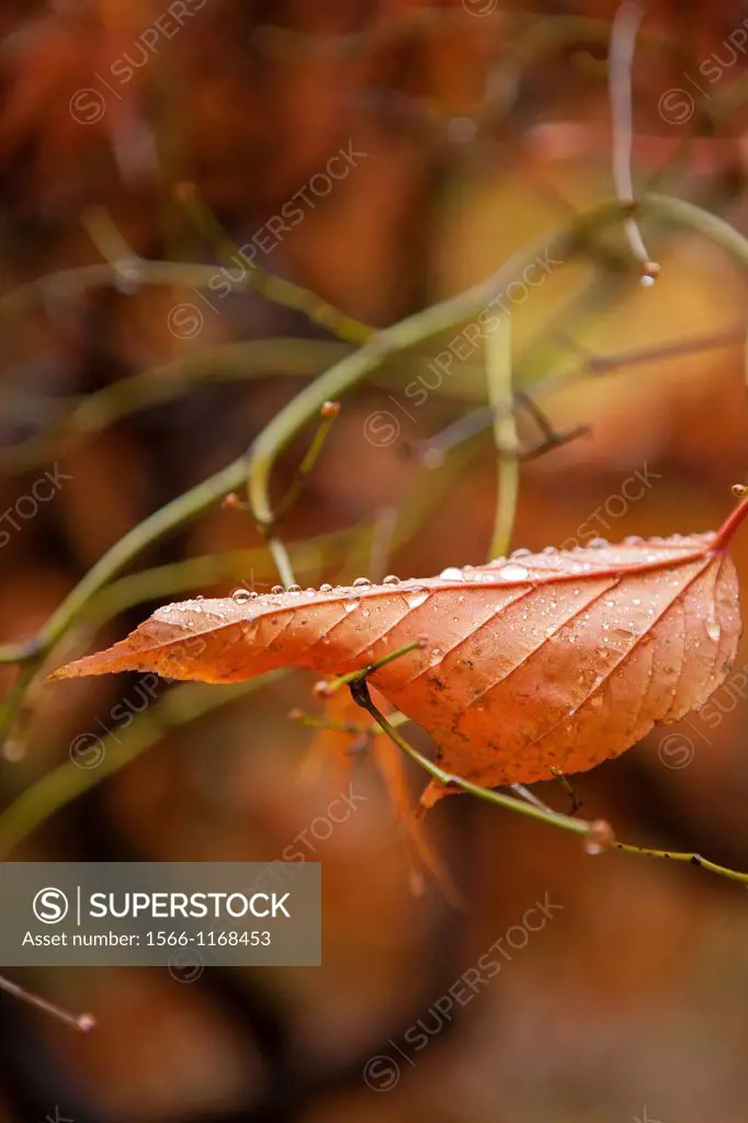 Close up of a fall leaf with water droplets spread across the brown leaf