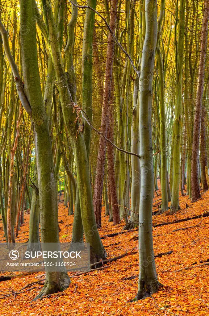 Beech Trees in a woodland in autumn  Prior´s Wood, Portbury, North Somerset, England