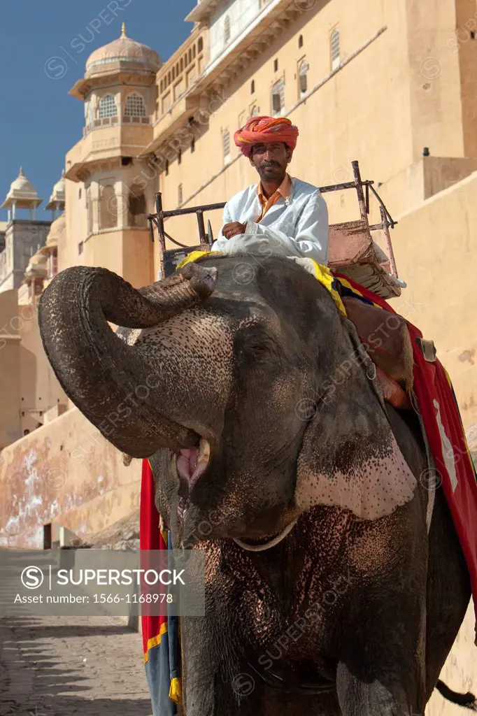 Costume elephant for tourist rides to Amber Fort Amer near Jaipur Rajasthan India