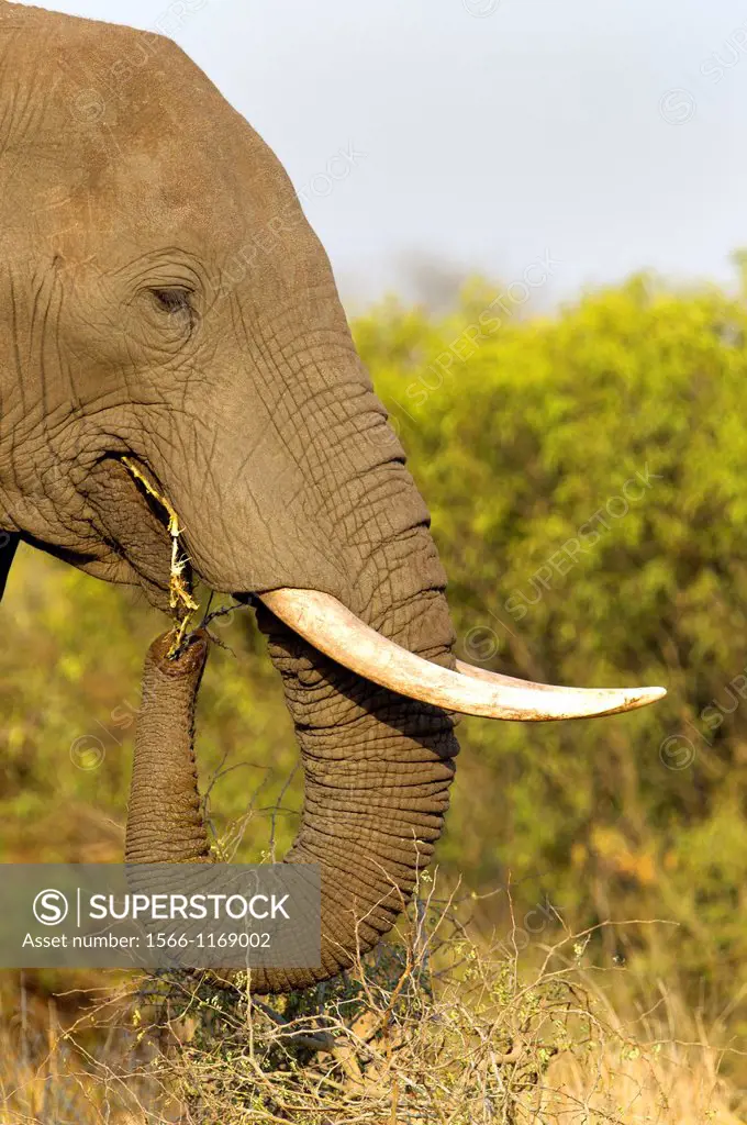 African Elephants Loxodonta africana, eating, Kruger National Park, South Africa