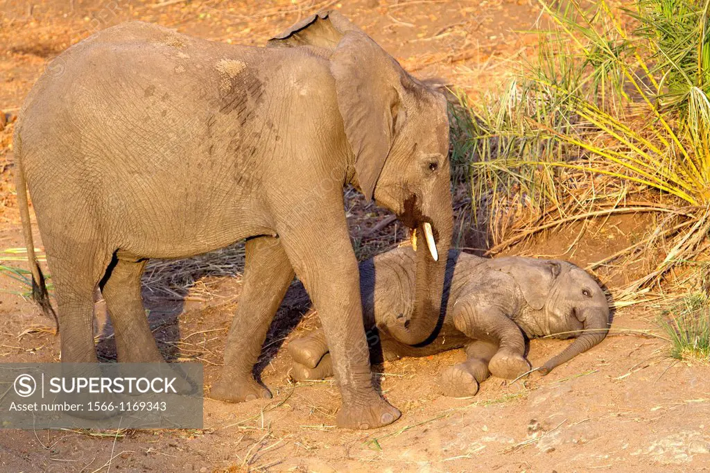 African Elephant Loxodonta africana - Baby and Young, Kruger National Park, South Africa