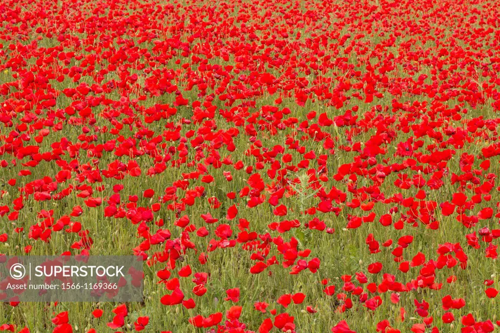 Poppy field, in the region of Serpa, Portugal