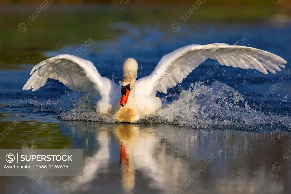 Mute swan Cygnus olor, in the pond, Rising Sun, Indiana, USA
