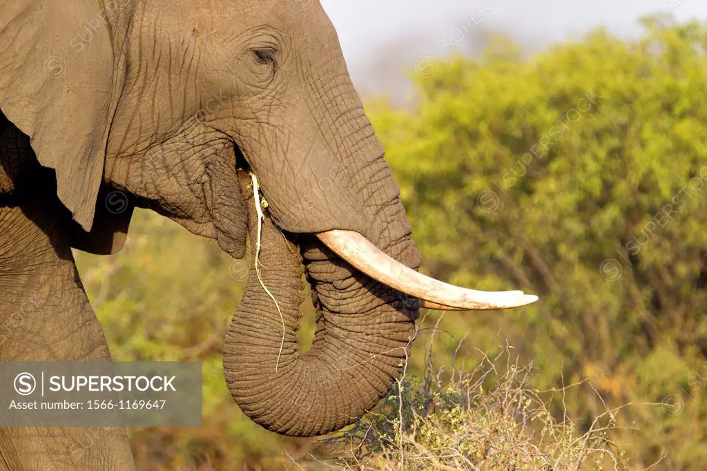 African Elephant Loxodonta africana, eating, Kruger National Park, South Africa