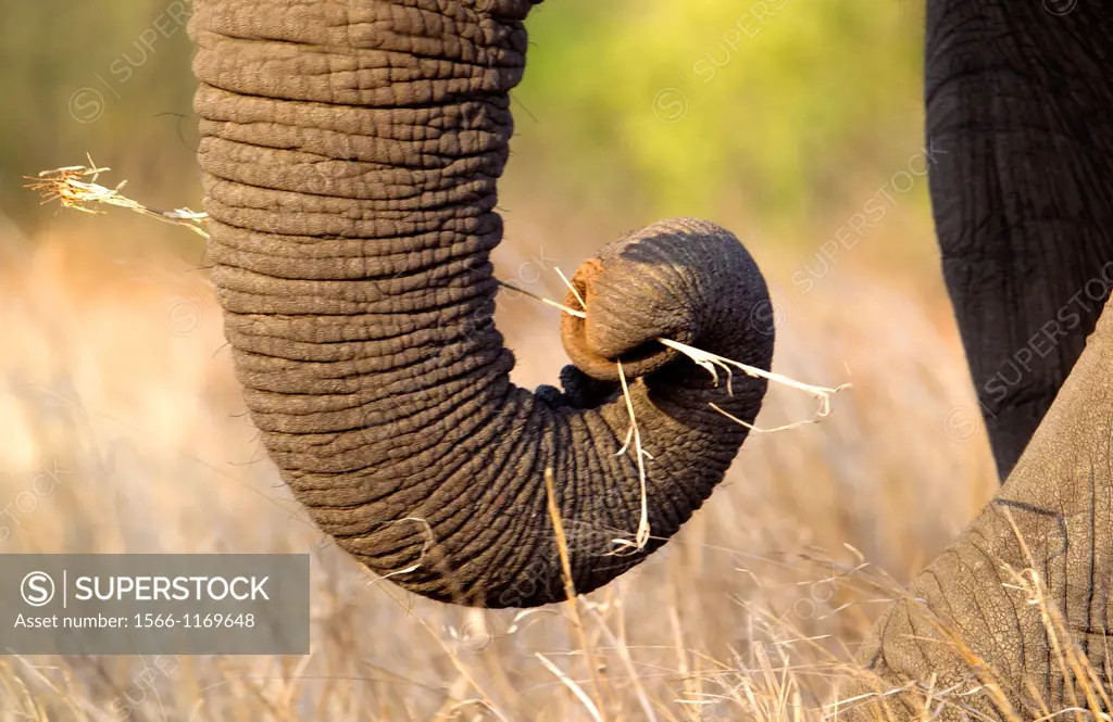 Trunk of African Elephant Loxodonta africana, Kruger National Park, South Africa