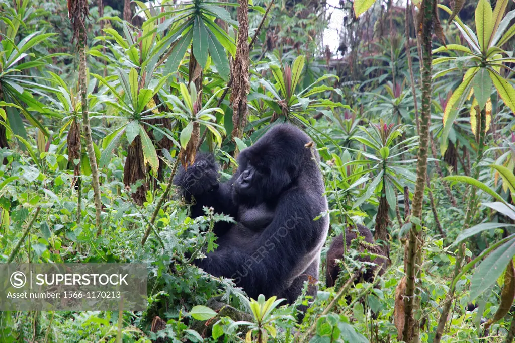 Mountain gorilla, Gorilla beringei beringei, are one of the most endangered species in the world, scientifics estimate that their are only around 700 ...