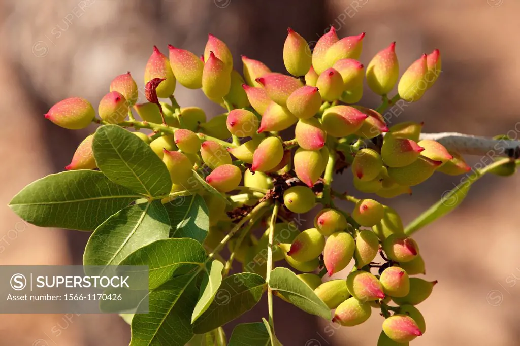 Fresh pistachio nuts growing on bushes  Aegina, Greek Saronic Islands