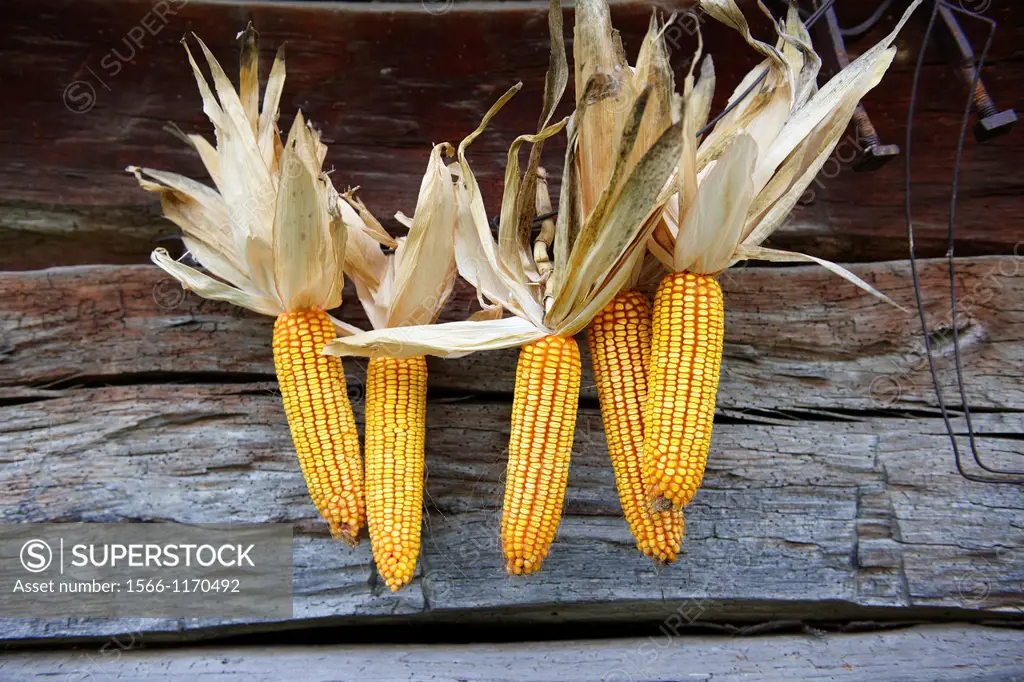 Corn cobs drying - Hungary