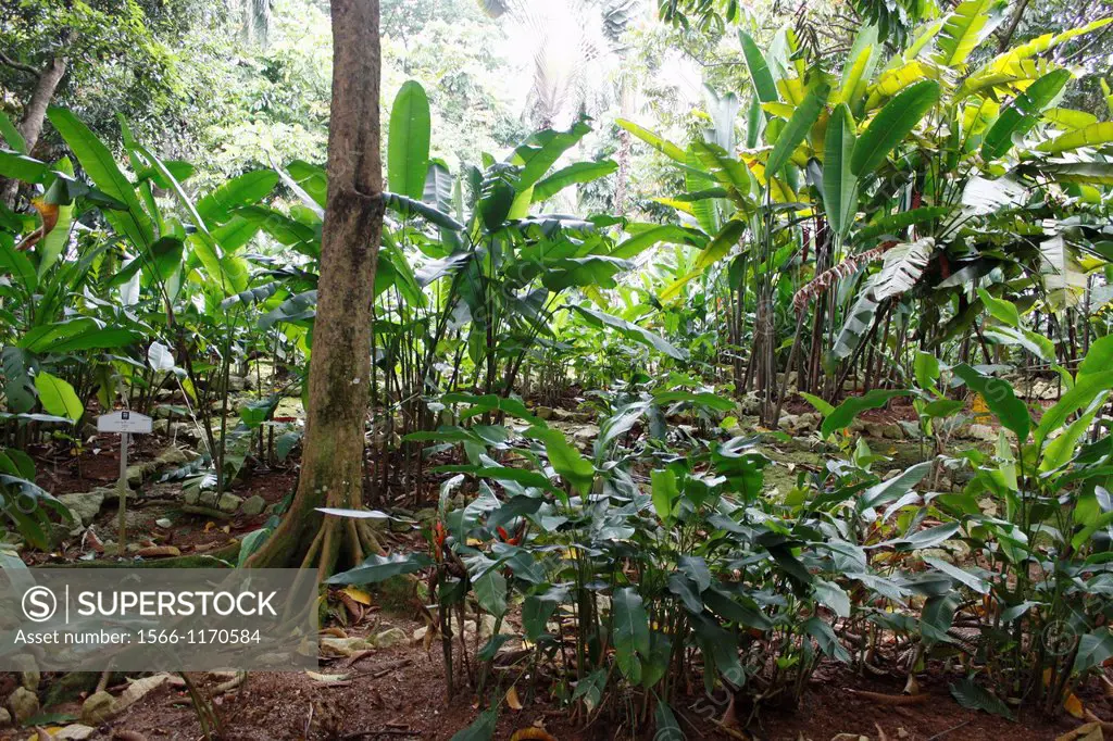 Botanical garden, Putrajaya, Selangor, Malaysia.