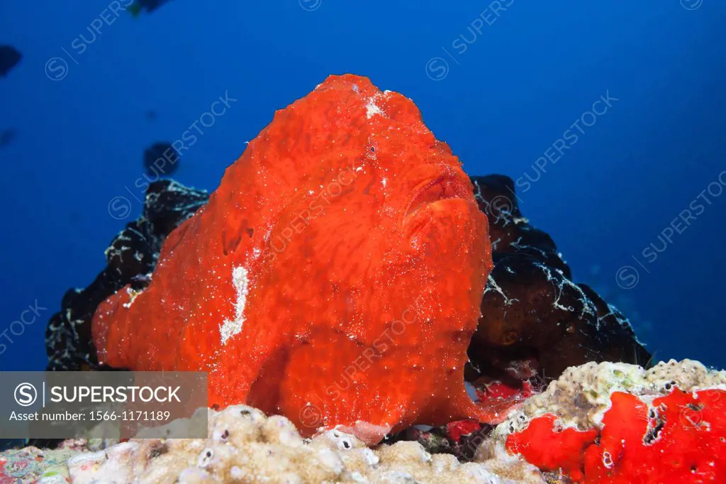 Red Giant Frogfish, Antennarius commersonii, North Male Atoll, Maldives