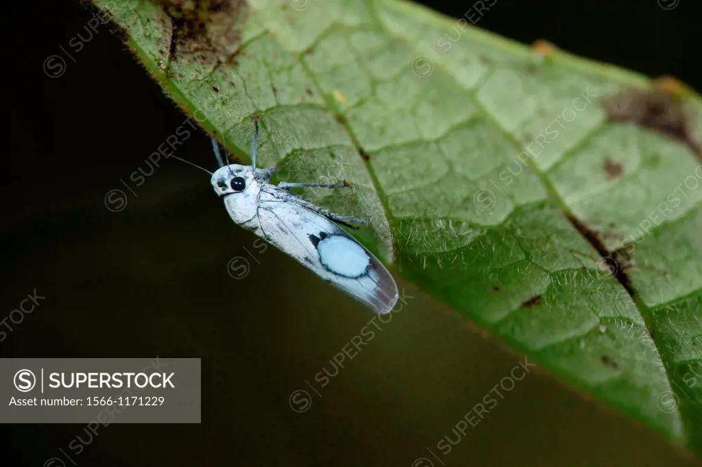 Leaf hopper, Borneo