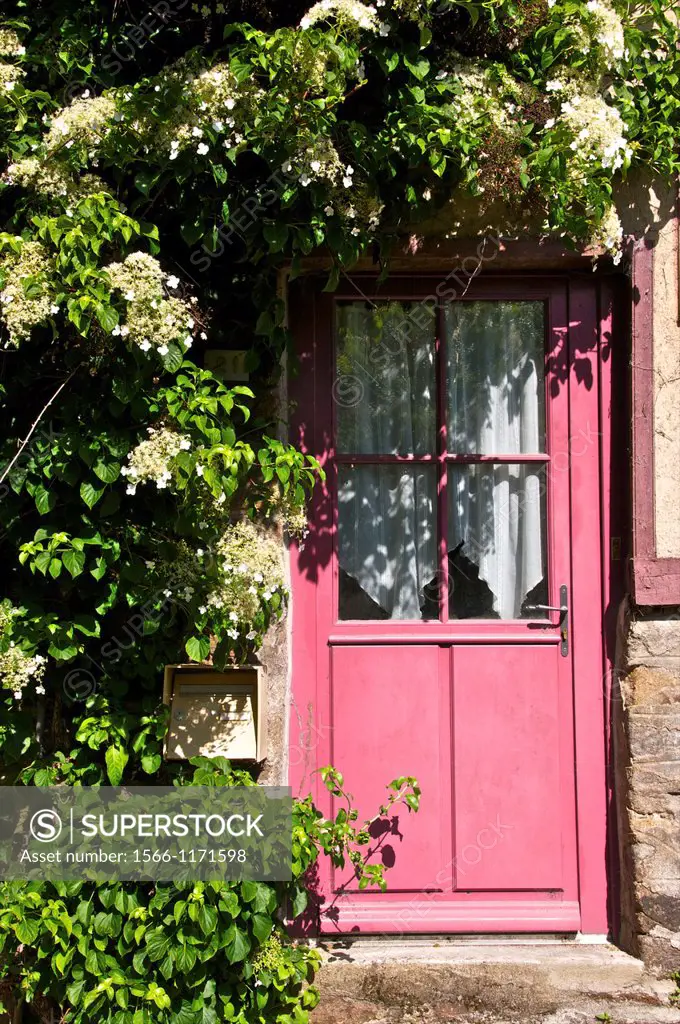 Pink wooden door,with white creeper plant, Dinan, Cotes d´Armor 22, Brittany, France