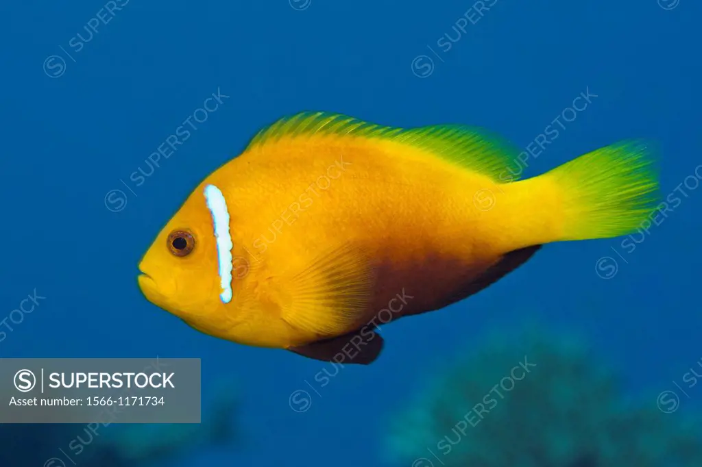 Maldives Anemonefish, Amphiprion nigripes, Thaa Atoll, Maldives