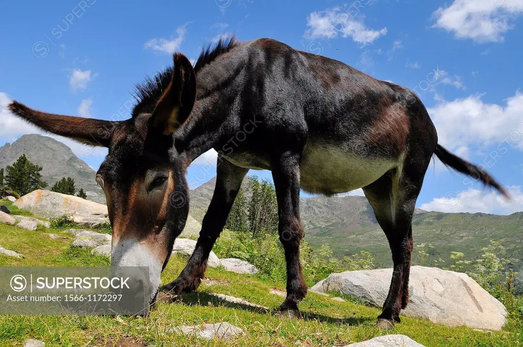 Catalonian donkey