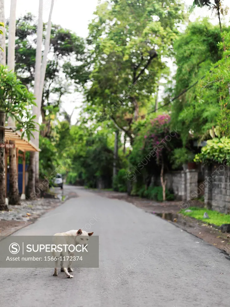 A lone dog wandering the backstreets of Bali