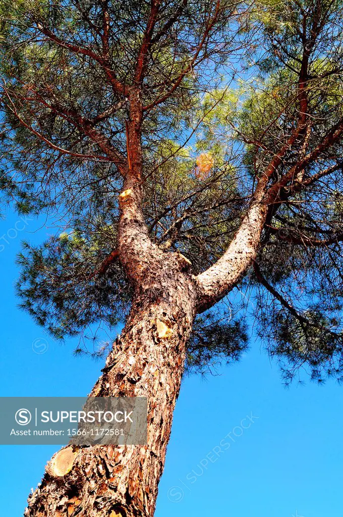 Pine tree in the Regional Park of the Guadarrama, Villaviciosa de, Madrid province, Spain