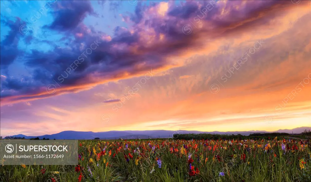 Gladiolus field near Strasbourg, Alsace, Haut-Rhin, France