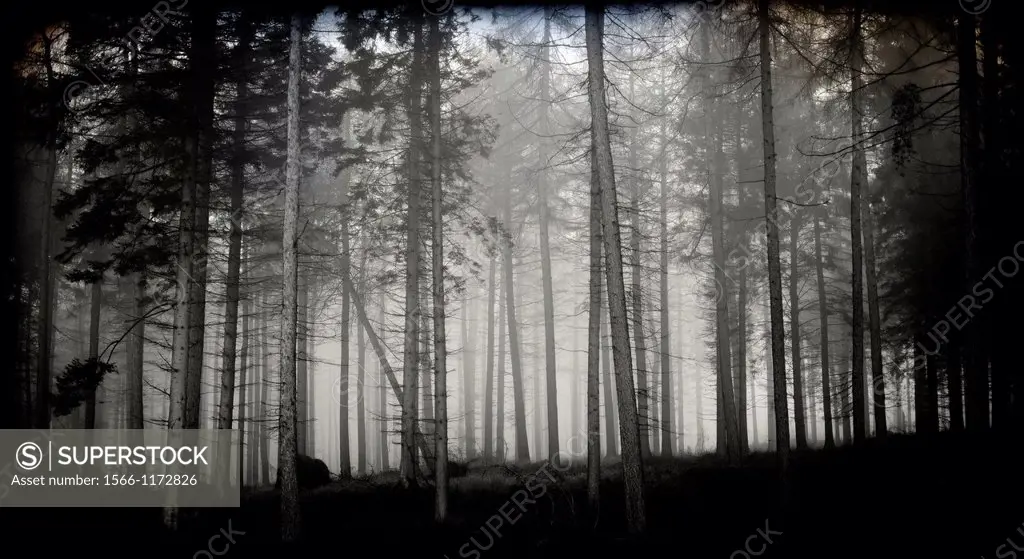 bosque con niebla, sugerente, forest with fog, appealing,