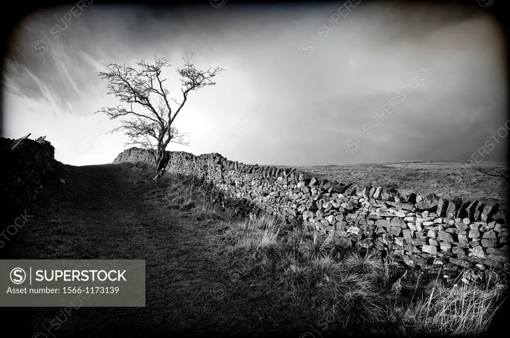Paisaje con arbol en North Yorkshire, Yorkshire, England, UK, Landscape with tree in North Yorkshire, Yorkshire, England, UK,