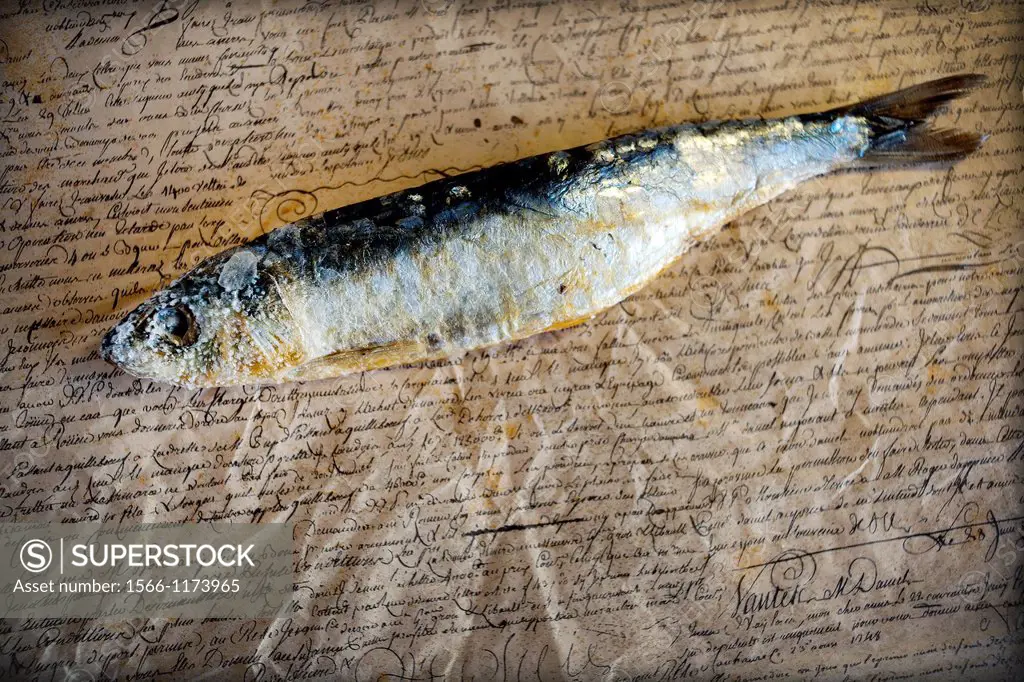 un arenque, pescado azul sobre fondo de texto escrito a mano, one herring, blue fish on handwritten text