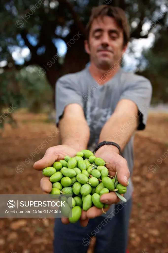 Olive harvest, Alqueria Blanca, Bunyola, Tramuntana, Mallorca, Spain Balearic Islands