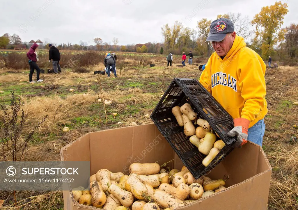 Ray, Michigan - Man helps as volunteer collect leftover squash from a farmer´s field for distribution to those in need  The produce is distributed to ...