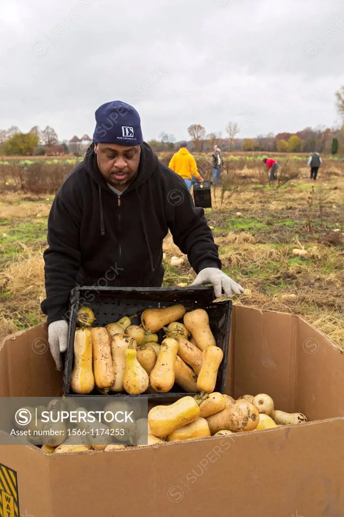 Ray, Michigan - Man helps as volunteer collect leftover squash from a farmer´s field for distribution to those in need  The produce is distributed to ...