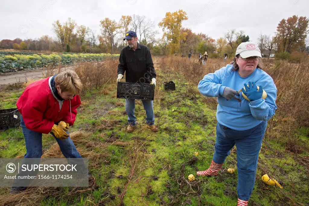 Ray, Michigan - Volunteers collect leftover squash from a farmer´s field for distribution to those in need  The produce is distributed to soup kitchen...