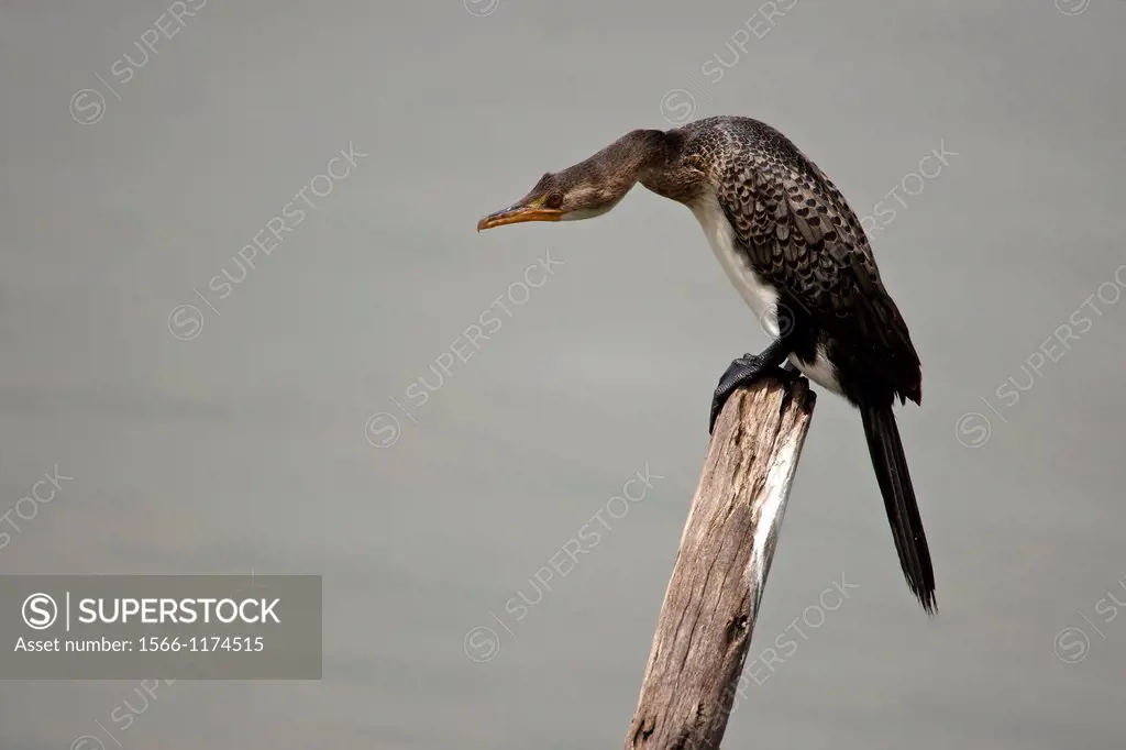 A long-tailed cormorant perched on a post in a lake in Ethiopia.