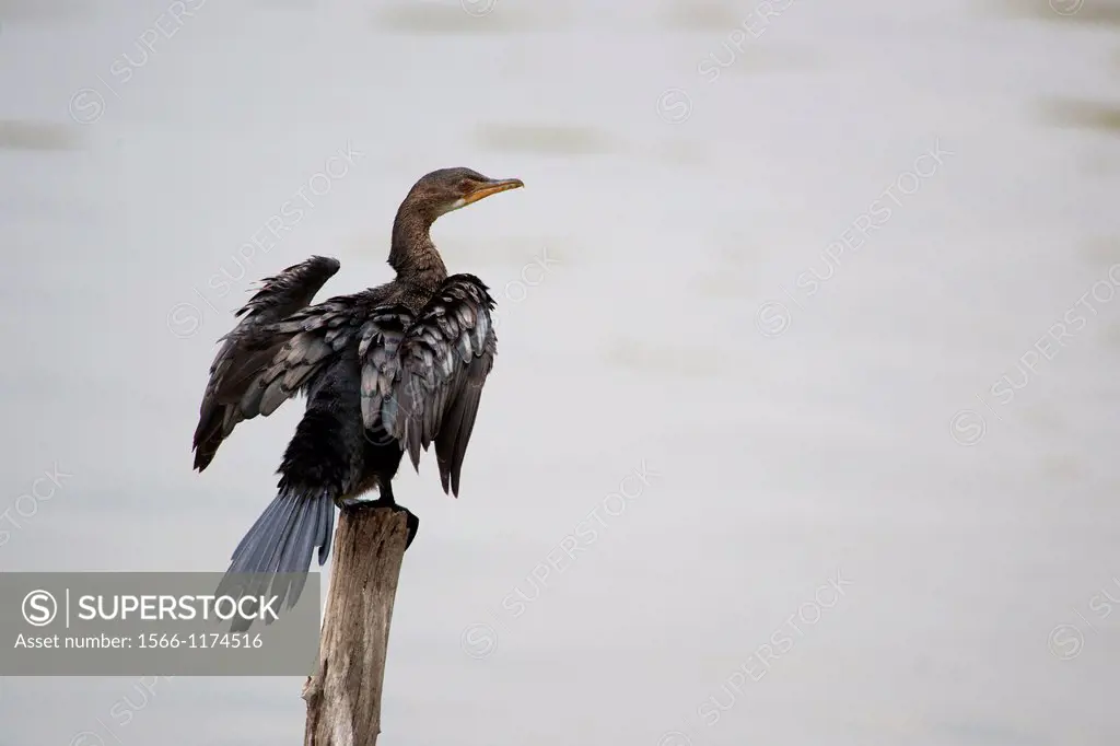 A long-tailed cormorant sunning himself on a post in a lake in Ethiopia.
