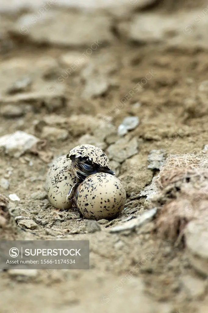 Snowy plover chick emerging from egg