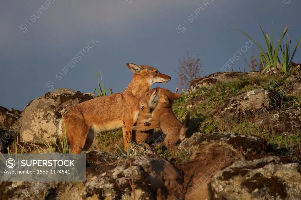Ethiopian wolf pup begging for food