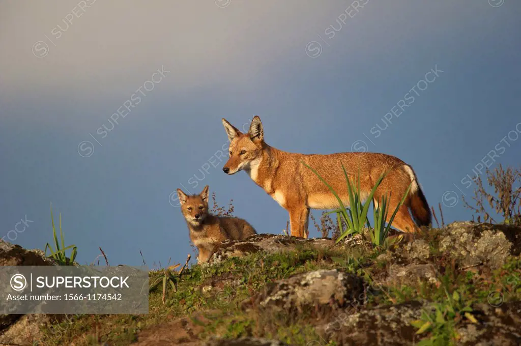 Ethiopian wolf adult and pup scanning for danger