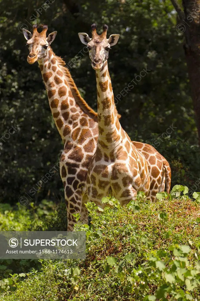 Two young adult Rothschild´s Giraffe Giraffa camelopardalis rothschildi standing in Murchison Falls National Park, Uganda
