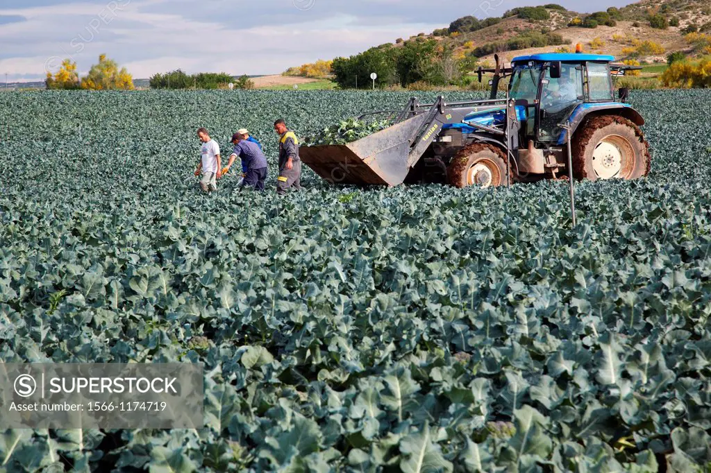 Broccoli growing fields, Agricultural fields, High Ribera, Arga-Aragon Ribera, Navarre, Spain.