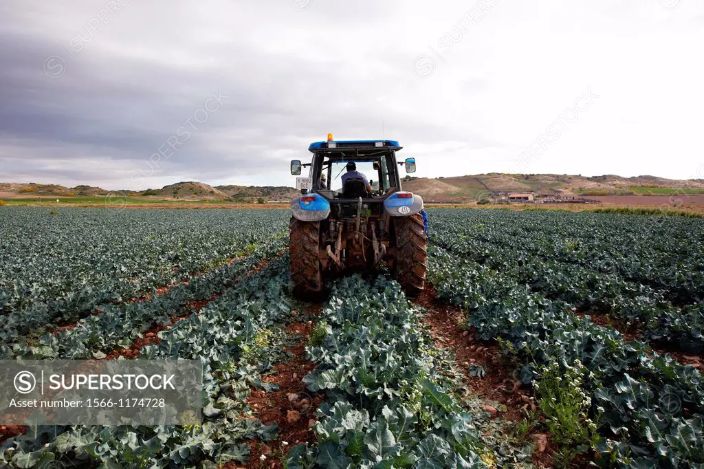 Broccoli growing fields, Agricultural fields, High Ribera, Arga-Aragon Ribera, Navarre, Spain.