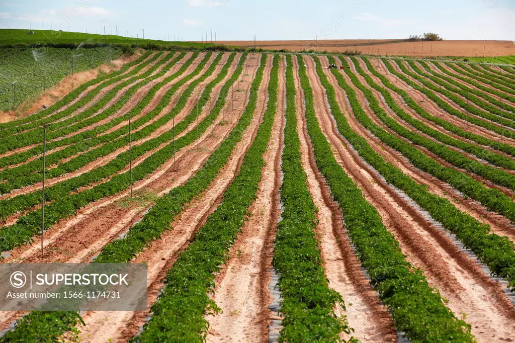 Tomato growing field, Agricultural fields, High Ribera, Arga-Aragon Ribera, Navarre, Spain.